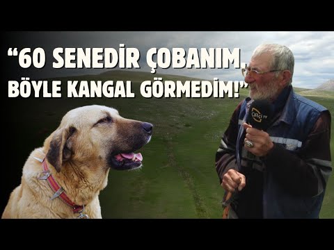“60 Senedir Çobanım, Böyle Kangal Görmedim!”