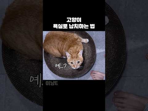 영문도 모른 채 냥빨 당하러 가는 고양이 #고양이 #catshorts