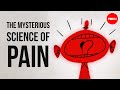 Understanding Pain Perception and Factors