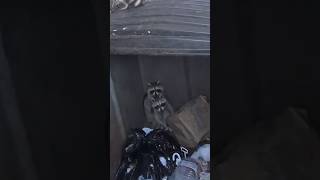 See the moment these trapped baby raccoons were finally reunited with mom❤️ #raccoon #rescue