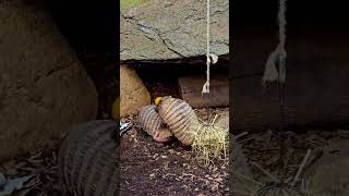 Pair of armadillos 🙈✨
