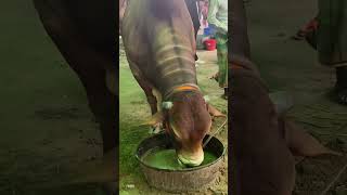 গাবতলী হাটের অসাধারণ এক শাহিওয়াল ছিল, শেষ মেষ বিক্রি হয়েছিল কিনা কেন যেনে থাকলে কমেন্ট এ জানাবেন।