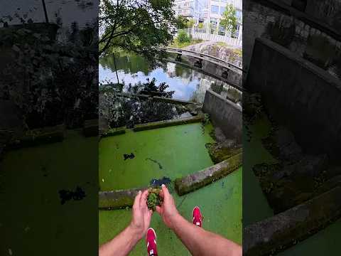 I saved an algae ❤️