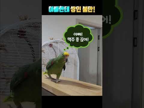 앵무새가 사람한테 쌓인 불만 / 별이 아빠에게 불만 터지다!!