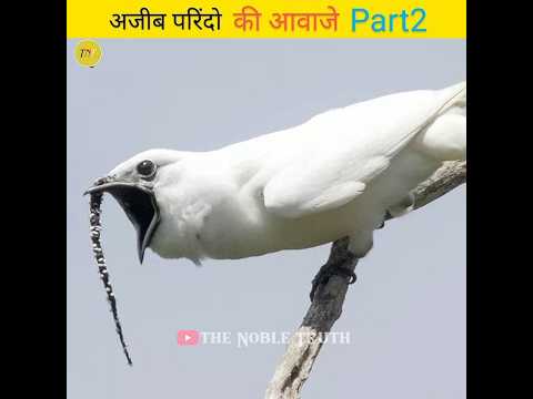 Strange bird sounds part2 #shorts #thenobletruth