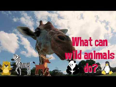 What can wild animals do? (配合eSTAR3 Unit1)