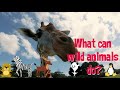 Animal Abilities and Characteristics