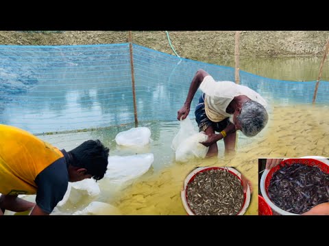 আমি কি ভাবে গুলশা ও দেশী মাগুর চাষ করে সফল\\#farming #fish #villagelife