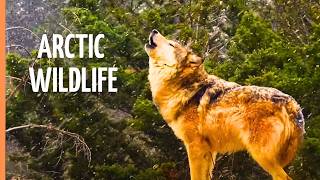 Arctic Wildlife Documentary 🐺❄️Polar Bears, Wolves & Walruses | Full Documentary