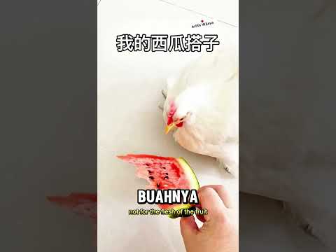Cuma bijinya yang dia mau #shrots
