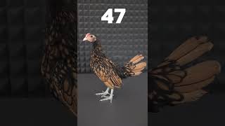 Civcivin 67 Günlük Gelişimi Altın Zibrit