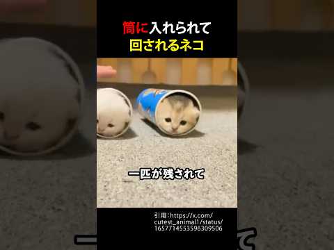 筒に入れられて回されるネコ