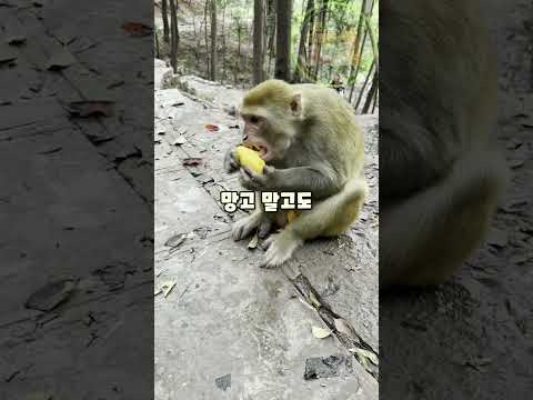 음식을 바닥에 비벼서 주면 원숭이의 반응은 어떨까요?   원숭이의표정이 ㅋㅋ