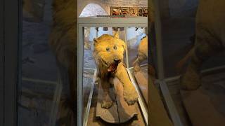 I SAW THE WORST TAXIDERMY LION #shorts