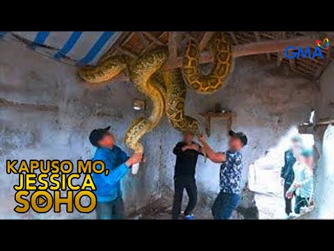 Dambuhalang Sawa, Nambibiktima Ng Mga Bata! | Kapuso Mo, Jessica Soho | kmjs | kmjs latest episode