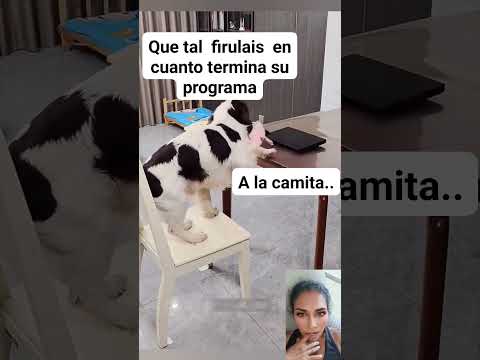 Que tal Firulais cuando termina su programa favorito jajaja #funny #fyp #fypシ゚ #fy #comedy #shorts