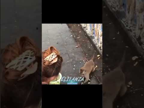 Jajajaja #viralvideo #humor #doblaje #funny #honduras