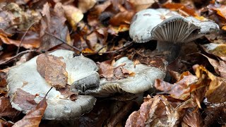 (Parte 2) Hygrophorus marzuolus 04/02/2026 entre hayas.
