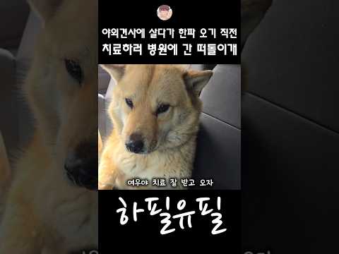 최강한파가 오기 직전 병원으로 간 떠돌이개