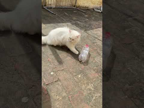 Snake rescue kar lea #youtubeshorts #snake