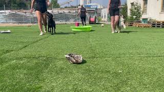 Störningsträning på Hund i Centrum