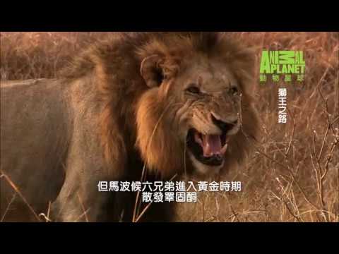 動物星球頻道 《獅王之路》下 完整版 - YouTube