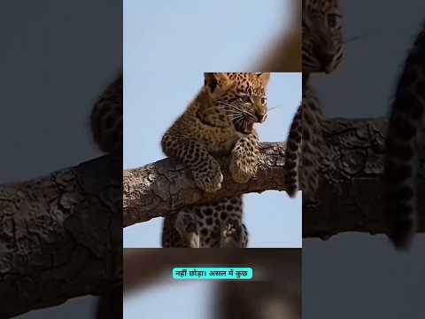 तीन शेर और एक माँ तेंदुआ — जंगल की सबसे दर्दनाक कहानी#NatureTruth #WildlifeDrama #SavageNature