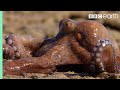 Octopus Behavior and Adaptations
