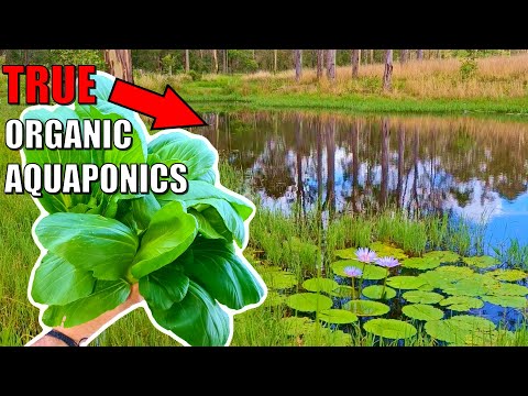 Organic Aquaponics System - Pondponics