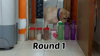LABRADOR DOG REACTION TO OBSTACLE CHALLENGE - BEST EVER!