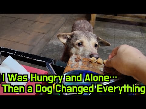 A Stray Dog Shared My Loneliness in Rural Thailand🐶 I Was Broke and Lonely… Then a Dog Came