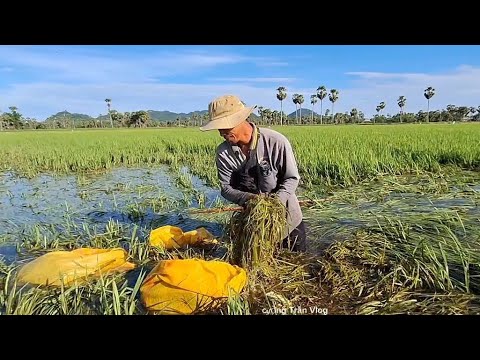 Cường Trần Vlog  đang phát trực tiếp! những con đê sắp bể trong mùa mưa lũ