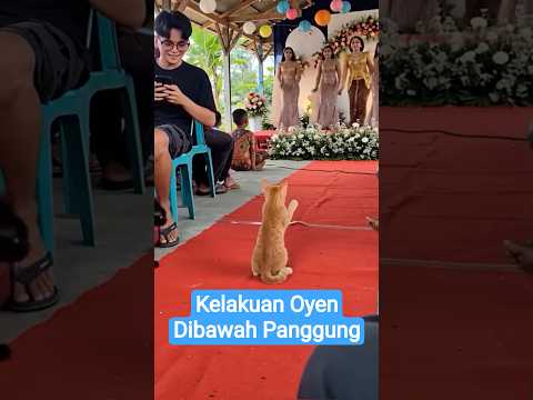 Kelakuan Oyen dan Ireng dibawah panggung #hiburansegar