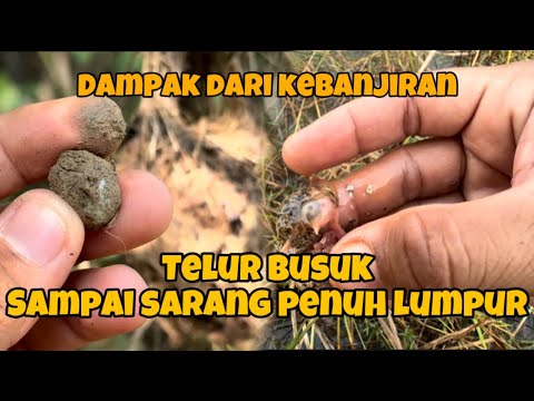 Mengenaskan ‼️ Akibat cuaca buruk, Indukpun terpaksa meninggalkan sarangnya 😨