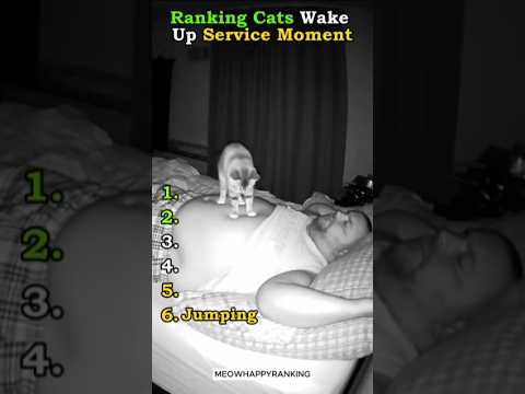 Ranking Cats Wake Up Service Moment #catshorts #shortvideo #shorts
