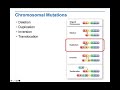 Understanding Chromosomal Mutations and Their Effects