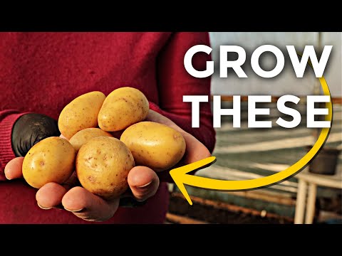 Lazy Potatoes for Spring Harvest | Abundant, self-sufficient gardening