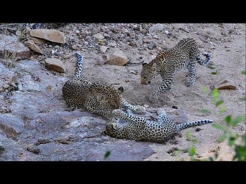 Incredibly rare Leopard sighting with a female, two cubs and a male appearing Kruger National Park