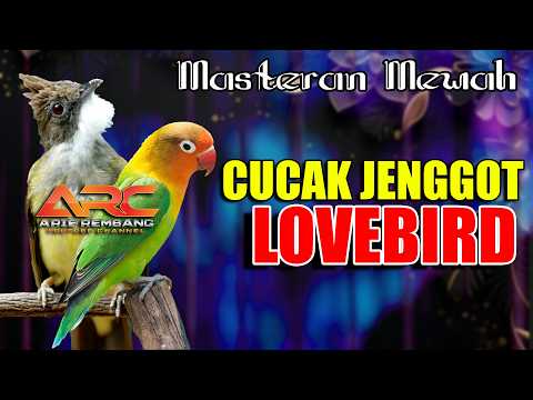 MASTERAN CUCAK JENGGOT VS LOVEBIRD | AUDIO JERNIH