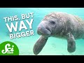 Perucetus Colossus: The Giant Whale