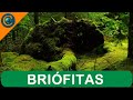 Briófitas: Estruturas e Reproduções