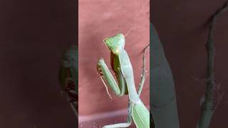 Funny green mantis! Haha #mantis #nature #shorts #shortvideo #insect
