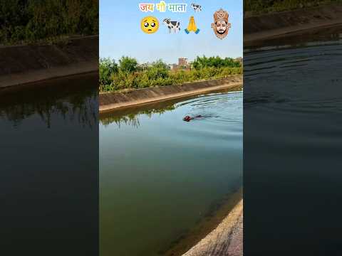 गौ माता 🐄 को पानी के कुआ से बाहर निकाला #cow #help #jayshreeram #ytshorts #gaumata