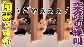 聞いたことのない声で、突然絶叫するコーギー
