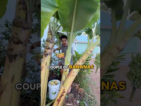 What we do after our Banana plants fruit and we harvest the bananas ๐ #growinnhomes #banana