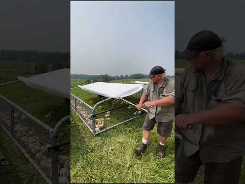 Using these tricks reduces costs in poultry farms ๐ฎ