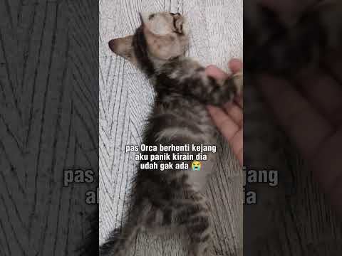 gara-gara kaget, Orca jadi kejang2 ๐ญ