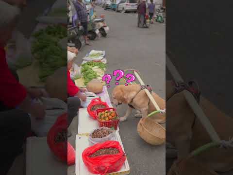 dog listens to the stall owner’s recommendation to buy persimmons狗狗聽攤主推薦買柿子