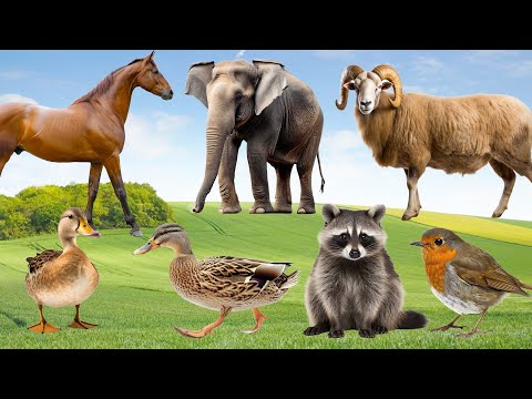 Beautiful Animal Moments: Goose, Raccoon, Elephant, Dog, Cat, Goat - Little Animal Video