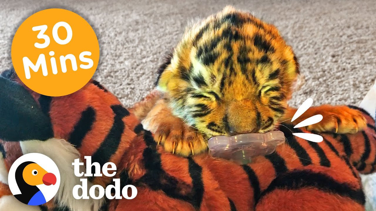 30 Minutes Of Our Littlest, Fiercest Friends